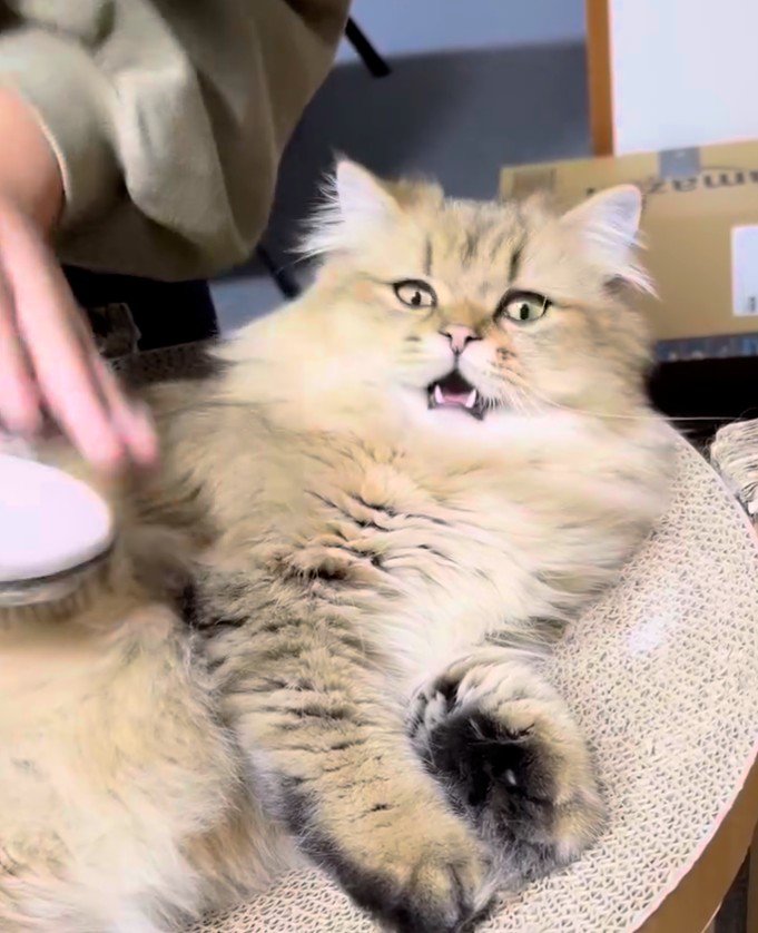 びっくり顔の猫