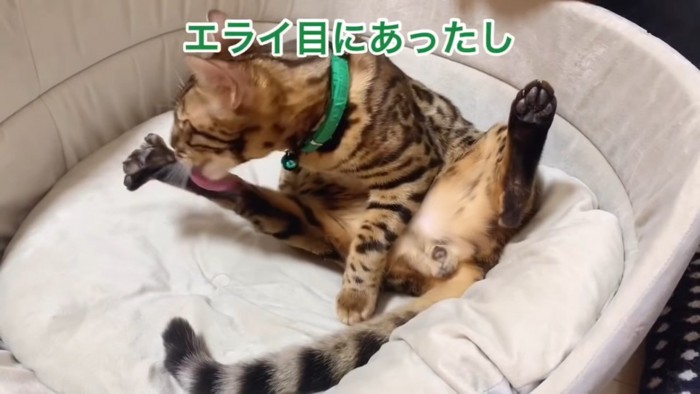 毛づくろいをする緑色の首輪の猫