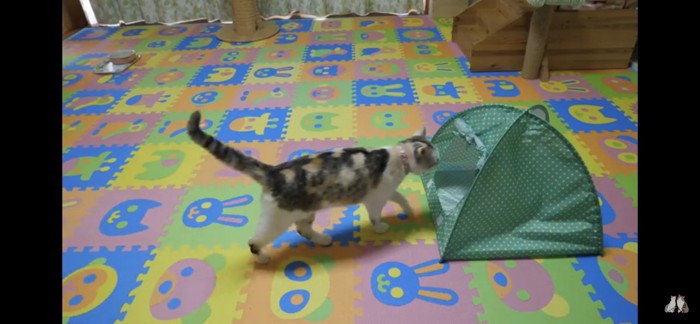 新しい猫用テントに一直線