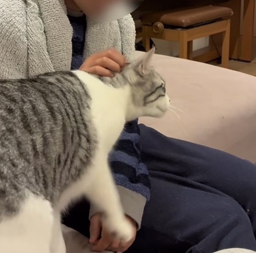 長男くんに頭を撫でられる保護猫
