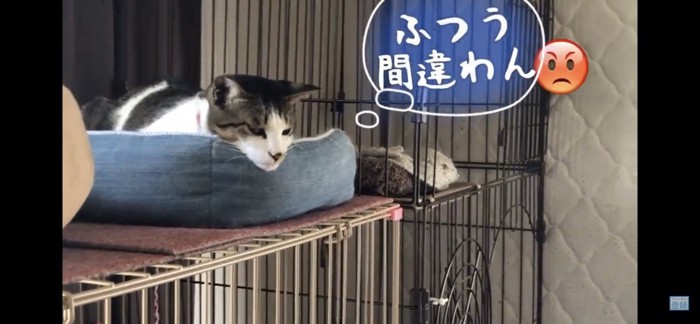 あごを置いて見つめる猫