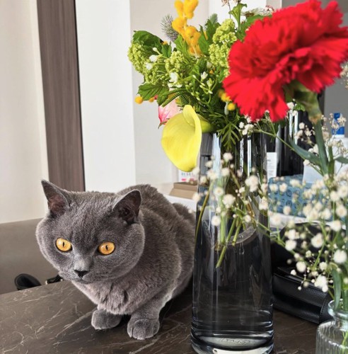 花瓶の横にいる猫