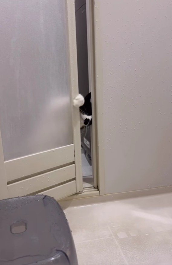 おふろ場に入ってくる猫