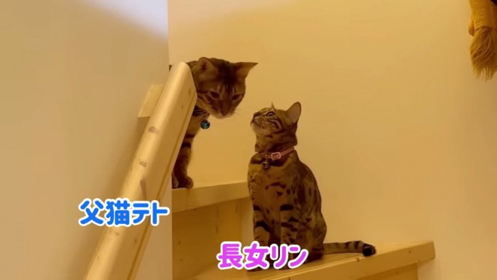 階段にいる猫