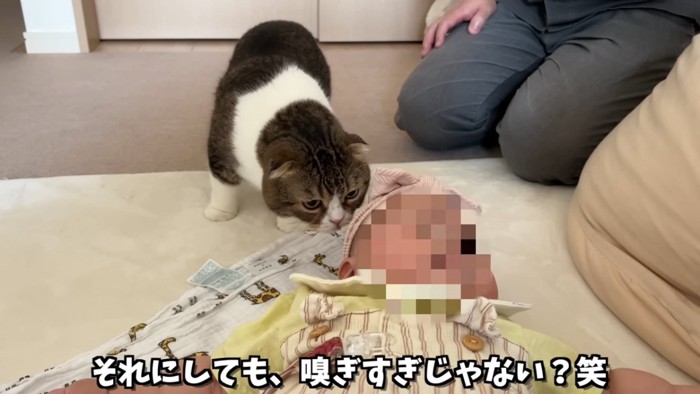 赤ちゃんのにおいを嗅ぐ猫