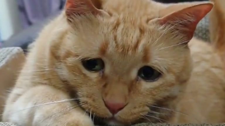 室内にいる猫