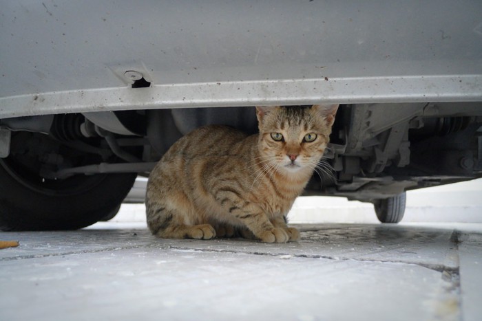 車の下の猫