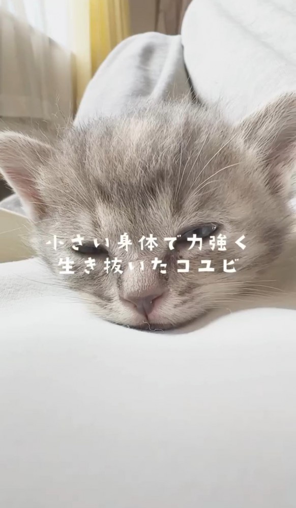 布団の上で眠そうな子猫