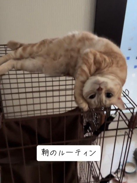 ケージの上に乗る猫