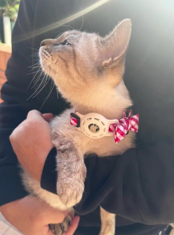 抱っこされている猫