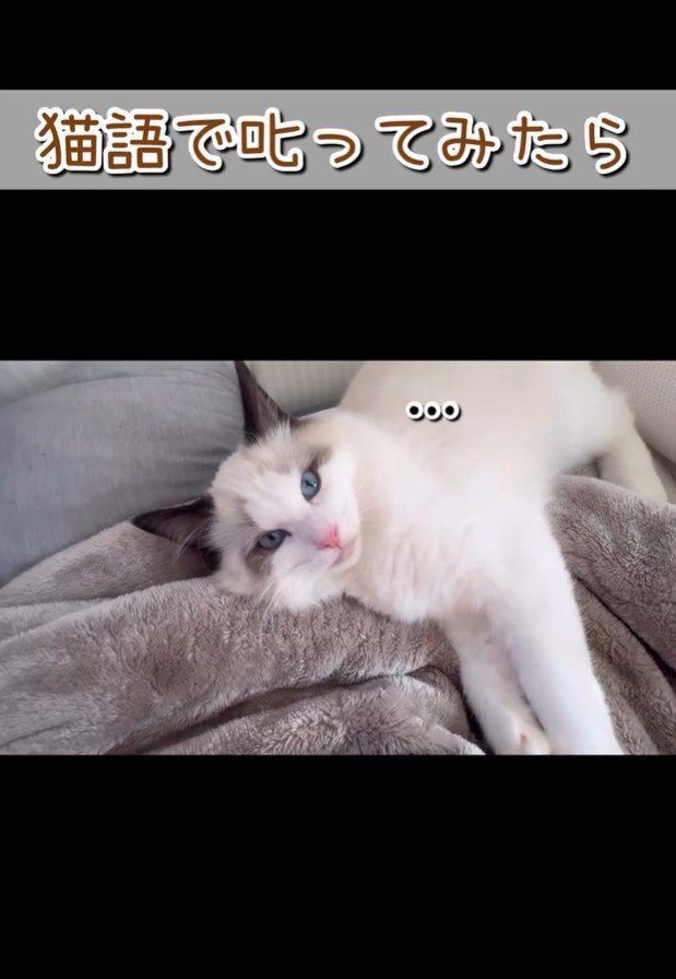 飼い主が離れて見つめる猫