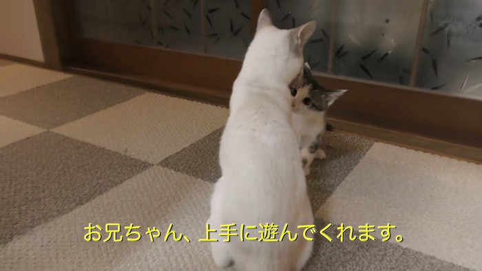 向かい合う子猫と成猫