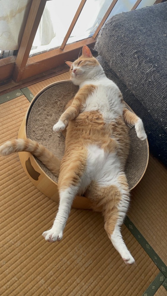 猫用ベッドに仰向けになって足を伸ばす猫