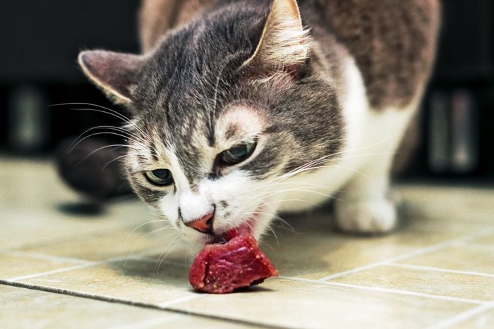 肉を食べる猫