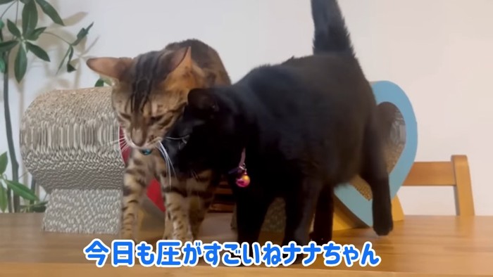 ベンガルに頭突きをする黒猫