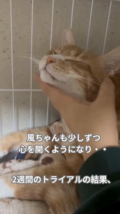 ケージの中でアゴを撫でられて目を瞑る猫