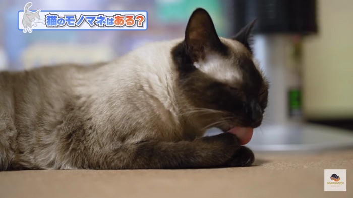 前足を舐めるシャム猫