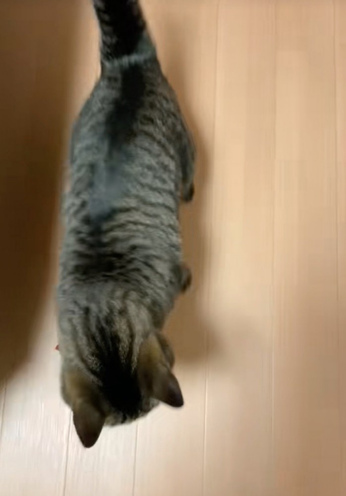 床に降りる猫