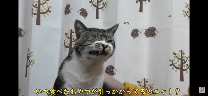 奥歯が気になる猫