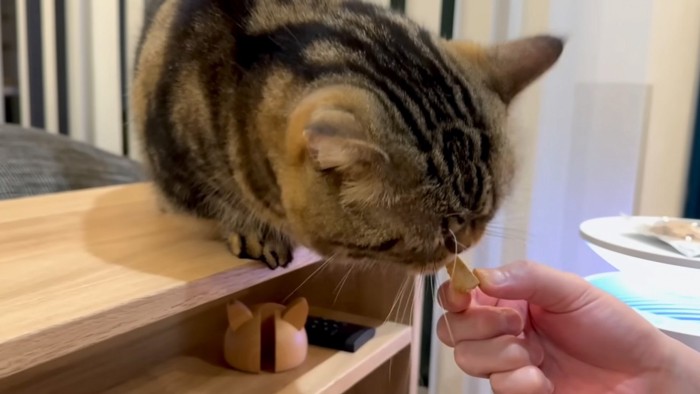 かじる猫
