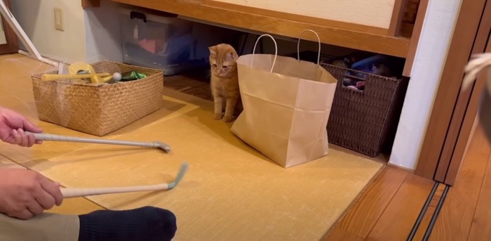 2本の棒を見つめる猫