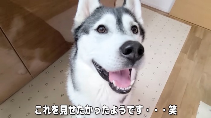 見上げる犬