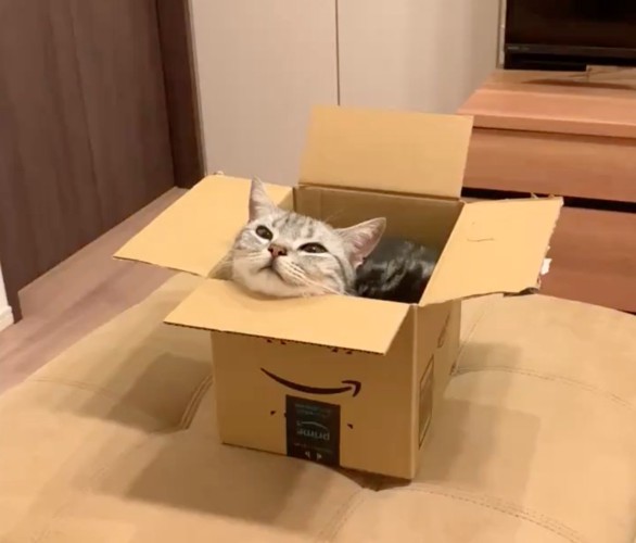 目を細めて段ボール箱に入る猫