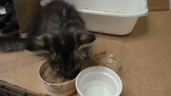 ごはんを食べる子猫