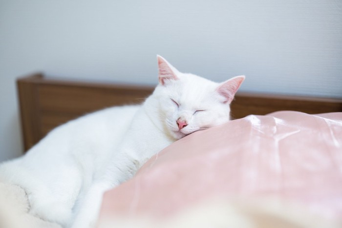 枕を使って寝る猫