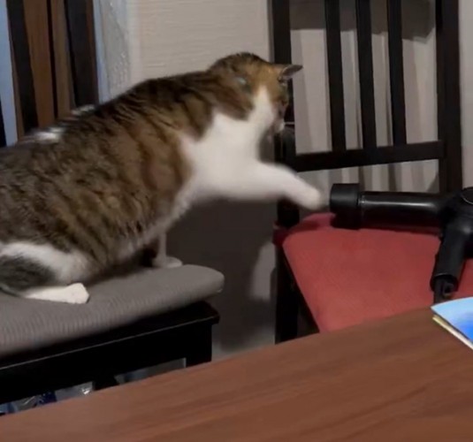 パンチする猫