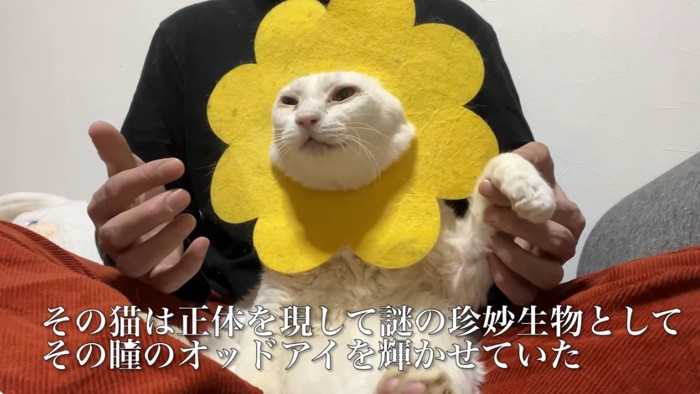 花の首輪をして飼い主の膝の上に座っている白猫