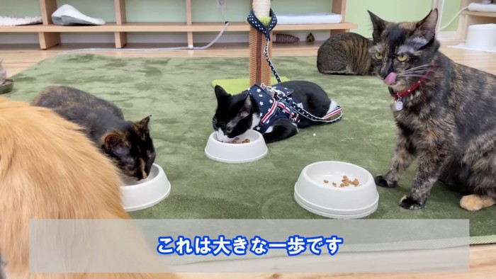 ごはんを食べる猫