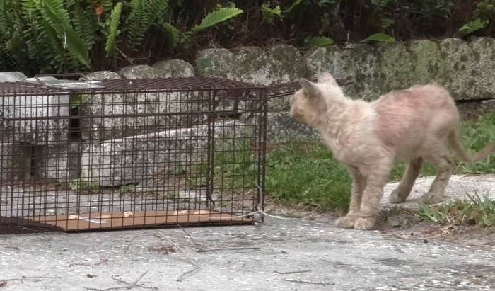 捕獲器と子猫