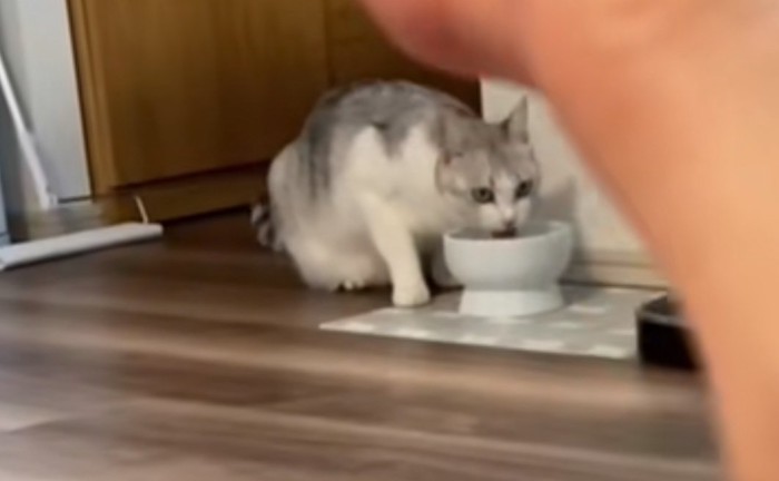 水を飲む猫