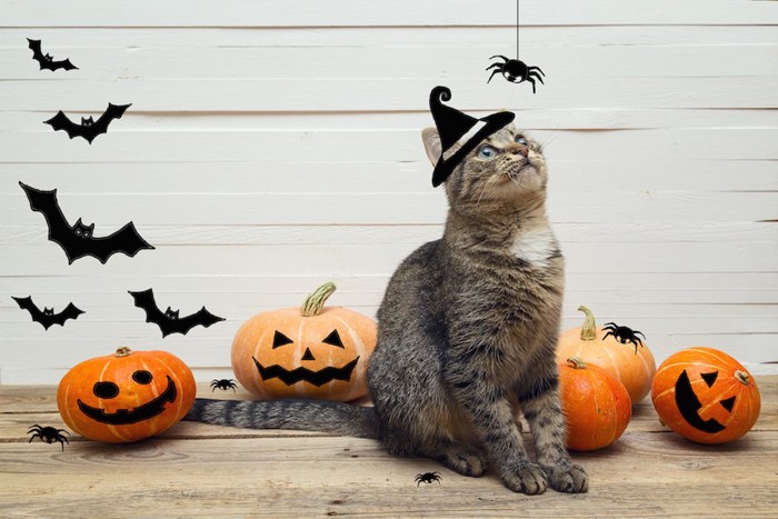 ハロウィンの飾りの蜘蛛を見る猫