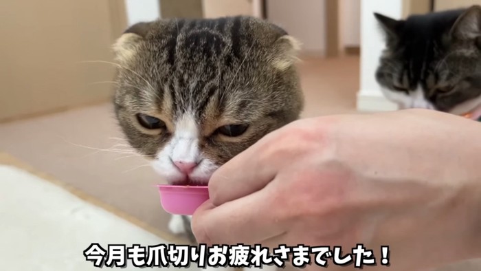 おやつを食べる猫