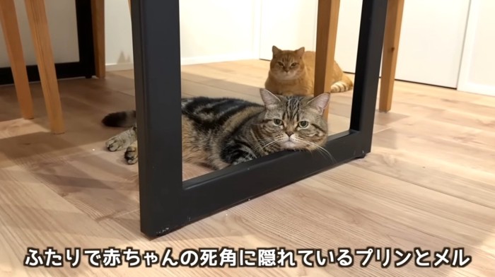 机の下にいる二匹の猫