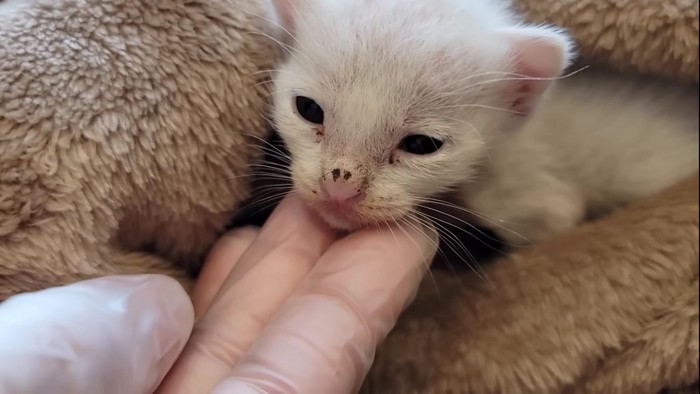 毛布にくるまれた子猫