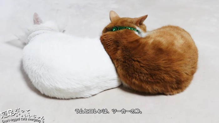 白い猫と茶色の猫