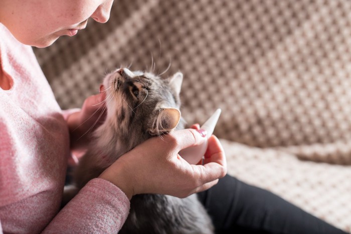 飼い主に駆虫薬をさしてもらう猫