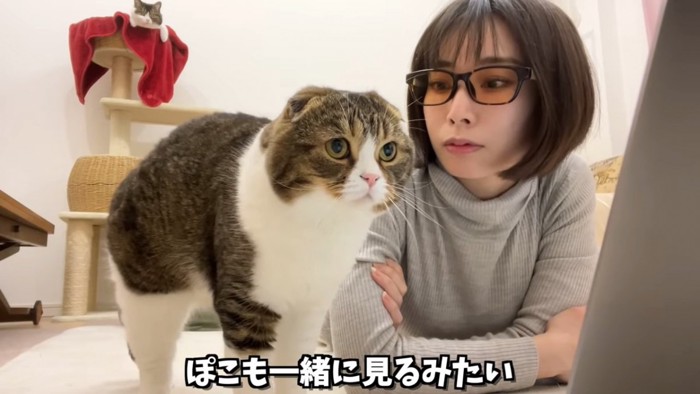 人の横に立つ猫