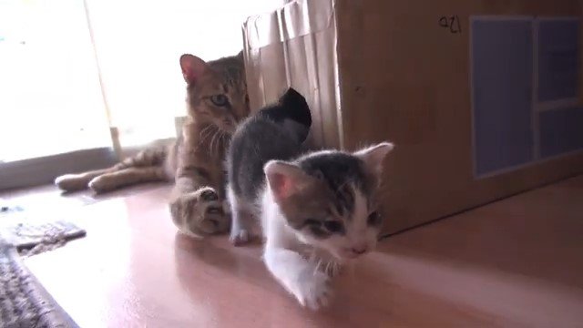 段ボールの穴から出てくる子猫