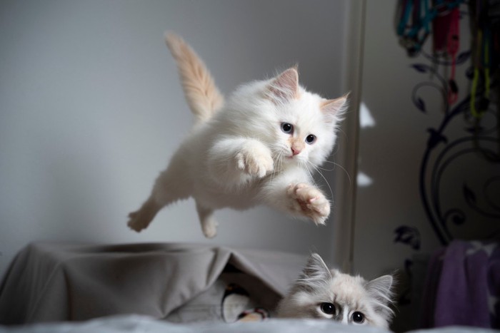 ジャンプする白い猫