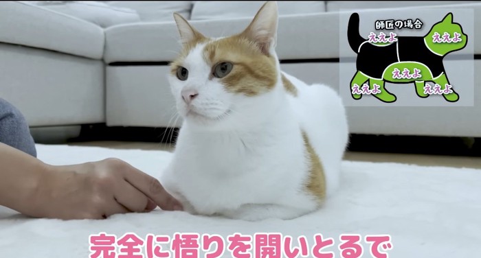 撫でられる猫