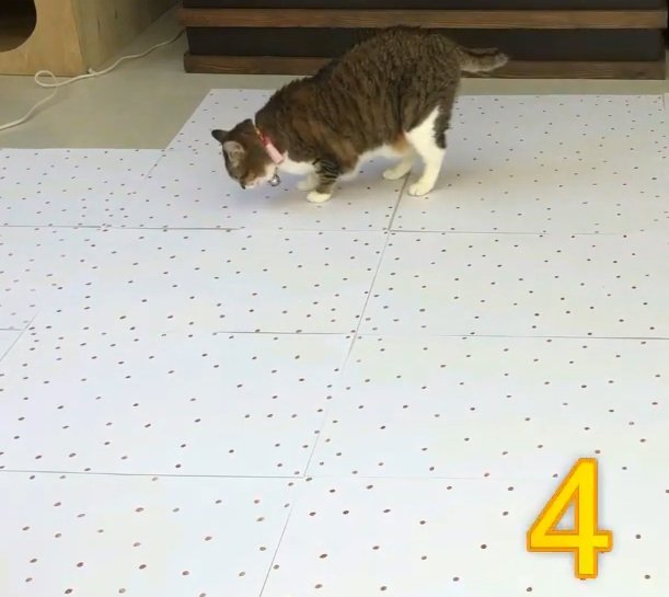 猫と番号4