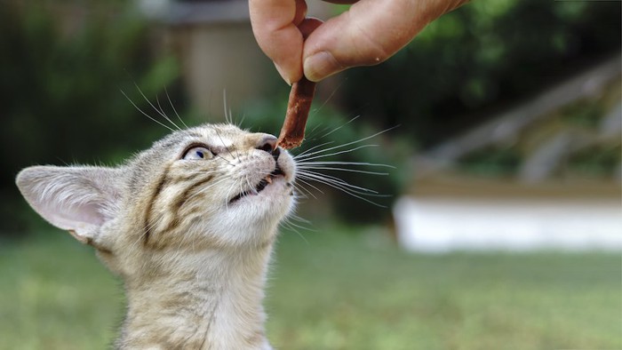 人が持つおやつを食べようとする猫