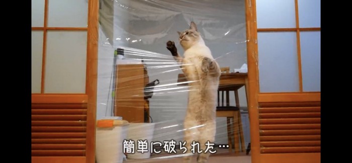 ラップを破る猫