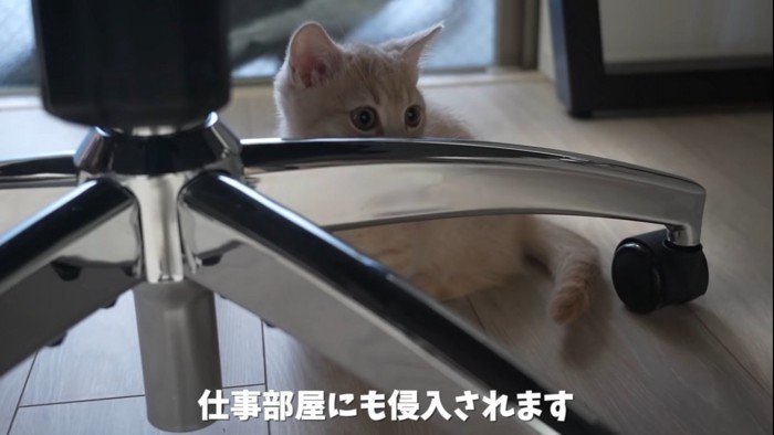 仕事部屋に侵入する猫%％好奇心旺盛なころも君