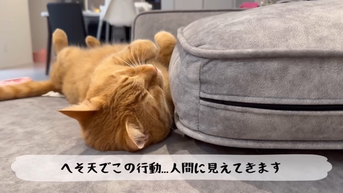 テロップ「へそ天でこの行動…~」