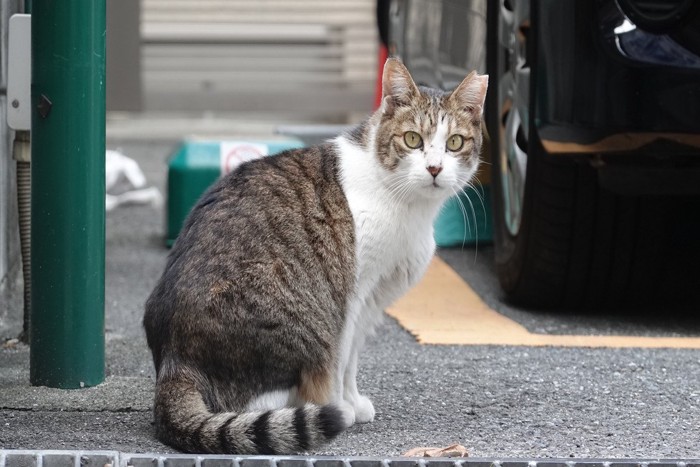 尻尾をブンブン振る